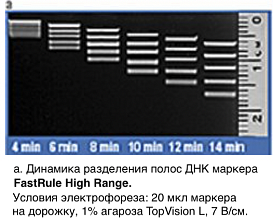 Маркер длин ДНК, FastRuler High Range, 5 фрагментов от 500 до 10000 п.н., готовый к применению