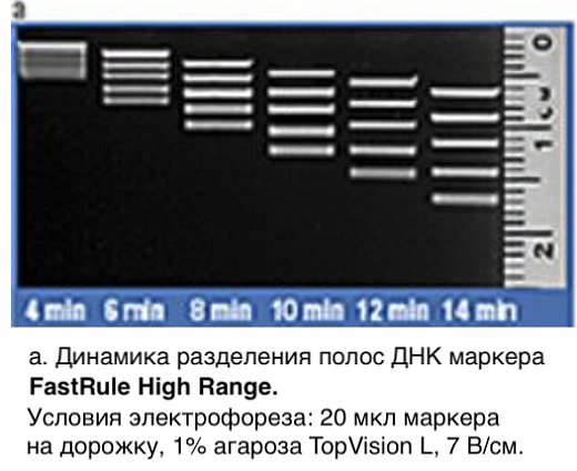 Маркер длин ДНК, FastRuler High Range, 5 фрагментов от 500 до 10000 п.н., готовый к применению, Thermo FS Фото 2