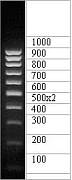 ДНК-маркер 1000/10C, 10 фрагментов от 100 до 1000 п.н. 500 (2х); концентрат 0,5 мг/мл