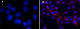 ДАПИ / DAPI dihydrochloride