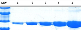 Краситель для белкового фореза InstantBlue Coomassie Protein Stain