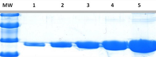 Краситель для белкового фореза InstantBlue Coomassie Protein Stain, Abcam Фото 1