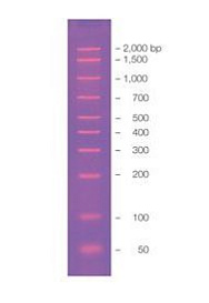 Маркер длин ДНК, AmpliSize, 10 фрагментов от 50 до 2000 п.н., готовый к применению, 0,1 мкг/мкл