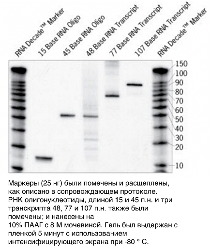 Набор маркеров Decade Markers System (для получения маркеров РНК с радиоактивной меткой), Thermo FS Фото 1