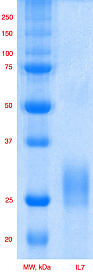 Интерлейкин 7 человека, рекомбинантный белок, rhIL-7, гель