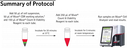 Реагент для диссоциации клеток перед подсчетом Muse Cell Dispersal Reagent, 100 тестов, Luminex Фото 1