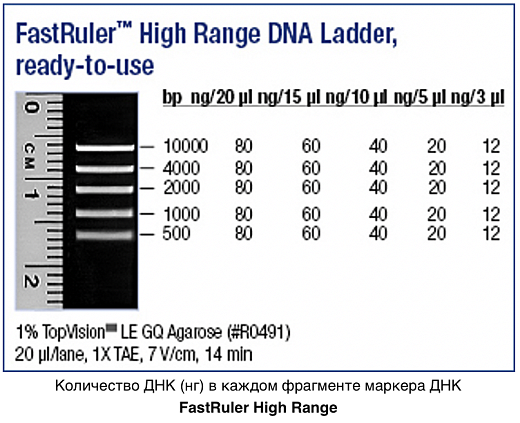 Маркер длин ДНК, FastRuler High Range, 5 фрагментов от 500 до 10000 п.н., готовый к применению, Thermo FS Фото 1