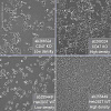 Клеточная линия Human CD47 knockout HEK293T cell line Фото 4