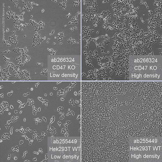 Клеточная линия Human CD47 knockout HEK293T cell line, Abcam Фото 3