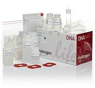 Набор PureLink HiPure Plasmid Maxiprep Kit