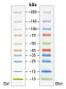 Маркеры белковые молекулярного веса, предокрашенные, Spectra, 10-260 кДа, 10 полос Фото 2