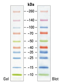 Маркеры белковые молекулярного веса, предокрашенные, Spectra, 10-260 кДа, 10 полос