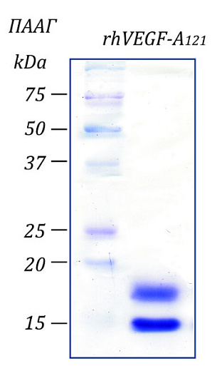 Фактор роста эндотелия сосудов-А человека, изоформа 121, рекомбинантный белок, rhVEGF-A121