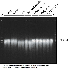 Набор для выделения ДНК из широкого спектра биологических образцов QIAamp DNA Mini Kit