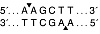  Эндонуклеаза рестрикции HindIII, 100 000 ед/мл, New England Biolabs