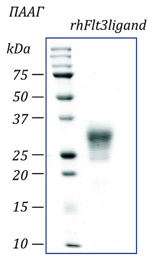Лиганд fms-подобной тирозинкиназы 3 человека, рекомбинантный белок, rhFlt3L