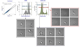 Анализ апоптоза клеток (с использованием аннексина V и PI) дополняется изображениями с выявленным морфологическим особенностями каждой клетки. Морфологические характеристики апоптотических клеточных популяции, полученные проточным цитометром Attune CytPix