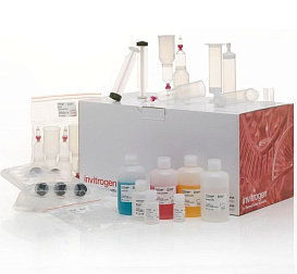 Набор PureLink Fast Low-Endotoxin Midi Plasmid Purification Kit, Thermo FS