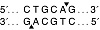  Эндонуклеаза рестрикции PstI, 10 0000 ед/мл, New England Biolabs