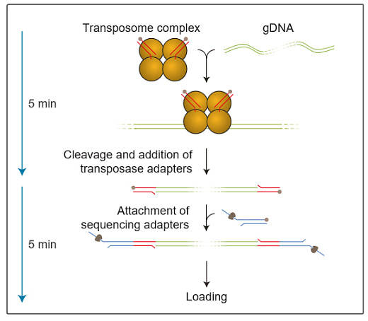 Набор для быстрого секвенирования геномной ДНК, Rapid Sequencing Kit, Oxford Nanopore Technologies Фото 1