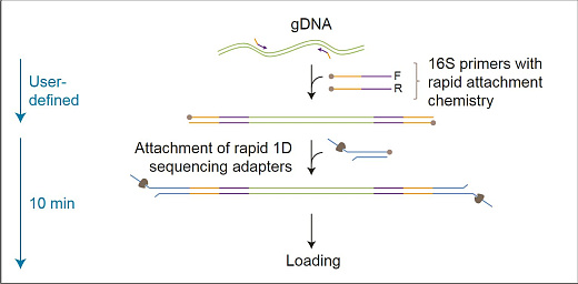 Набор для секвенирования гена 16S-РНК, 16S Barcoding Kit, Oxford Nanopore Technologies Фото 1