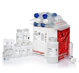 Набор PureLink Expi Endotoxin-Free Maxi Plasmid Purification Kit, Thermo FS