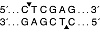  Эндонуклеаза рестрикции XhoI, 20 000 ед/мл, New England Biolabs