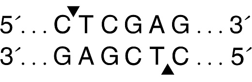 Эндонуклеаза рестрикции XhoI, 20 000 ед/мл, New England Biolabs