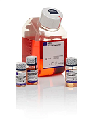 Набор PSC Dopaminergic Neuron Differentiation Kit