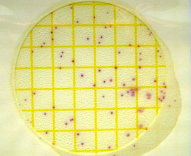 Микробиологические экспресс-тесты для определения Staphylococcus aureus, за 24-48 ч, Petrifilm, 25 шт./уп.