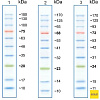 Маркеры белковые молекулярного веса, предокрашенные, Prism Ultra, 10-180 кДа, 10 полос Фото 2