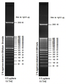 Маркер длин ДНК TrackIt 50 bp DNA Ladder, 17 фрагментов от 50 до 2500 п.н.; готовый к применению; 0,1 мкг/мкл