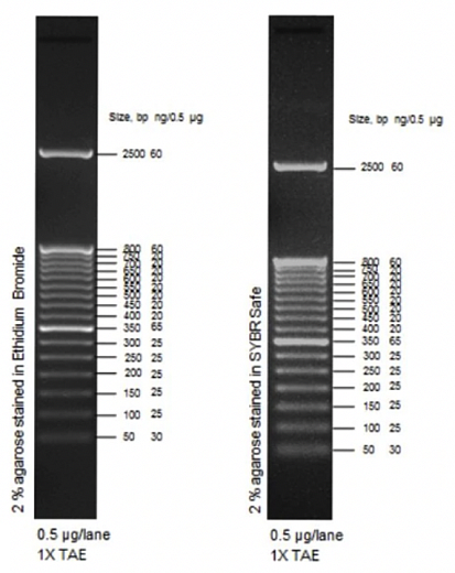 Маркер длин ДНК TrackIt 50 bp DNA Ladder, 17 фрагментов от 50 до 2500 п.н.; готовый к применению; 0,1 мкг/мкл, Thermo FS Фото 1