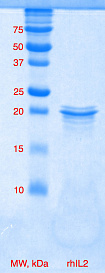 Интерлейкин 2 человека, рекомбинантный белок, rhIL-2