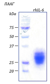 Интерлейкин 6 человека, рекомбинантный белок, rhIL-6, гель