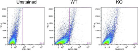 Набор для конъюгации антител PE / R-Phycoerythrin Conjugation Kit, Lightning-Link