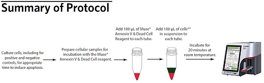 Набор для анализа апоптоза (аннексин V) Muse Annexin V & Dead Cell Kit, 100 тестов, Luminex Фото 3