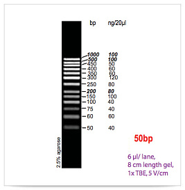 Маркер длин ДНК GeneRuler 50 bp, 13 фрагментов от 50 до 1000 п.н., 0,5 мкг/мкл