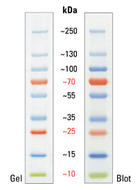 Маркеры молекулярной массы белков, окрашенные, PageRuler, 10-250 кДа, для SDS-электрофореза и вестерн-блоттинга