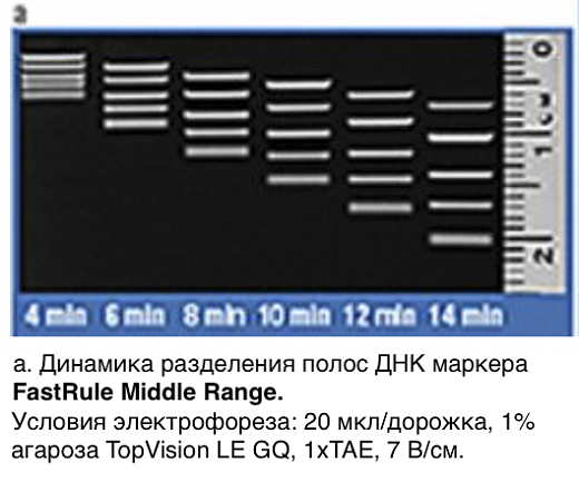 Маркер длин ДНК FastRuler Middle Range, 5 фрагментов от 50 до 1500 п.н., готовый к применению, Thermo FS Фото 2