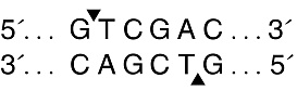  Эндонуклеаза рестрикции SalI, 100 000 ед/мл, New England Biolabs