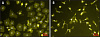 Липополисахарид из E.coli/Lipopolysaccharides from E.coli, 0111:B, 10 мг, Sigma