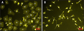 Липополисахарид из E.coli/Lipopolysaccharides from E.coli, 0111:B, 10 мг, Sigma