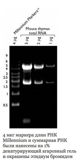 Маркер длин РНК, Millennium, 10 фрагментов от 500 до 9000 п.н., 1 мг/мл, Thermo FS Фото 1