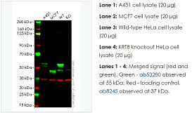 Лизат нокаутных клеток KRT8 knockout HeLa cell lysate