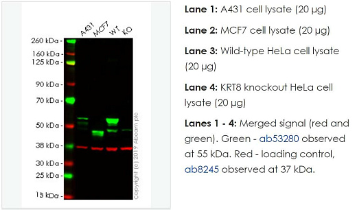 Лизат нокаутных клеток KRT8 knockout HeLa cell lysate, Abcam Фото 1