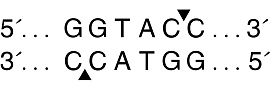  Эндонуклеаза рестрикции KpnI, 10 000 ед/мл, New England Biolabs