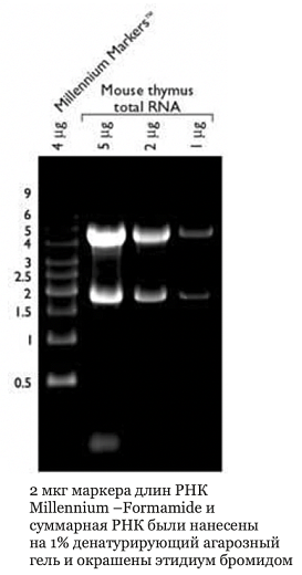 Маркер длин РНК, Millennium -Formamide, 10 фрагментов от 500 до 9000 п.н., 1 мг/мл, Thermo FS Фото 1