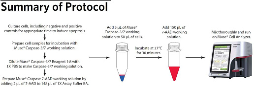 Набор для анализа апоптоза (активные каспазы-3/7) Muse Caspase-3/7 Kit, 100 тестов, Luminex Фото 2