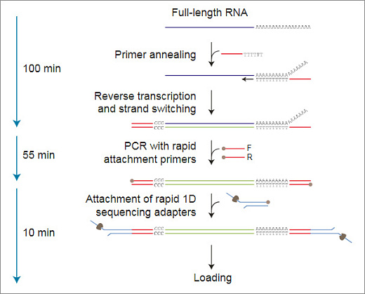 Набор для секвенирования кДНК со стадией ПЦР, PCR-cDNA Sequencing Kit, Oxford Nanopore Technologies Фото 1